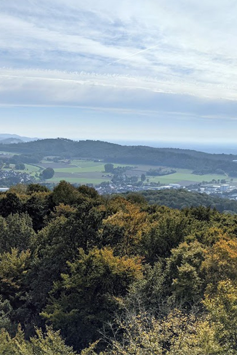 Panoramablick von einer Anhöhe über die Landschaft von Borgholzhausen. Im Vordergrund erstreckt sich ein dichter, leicht herbstlicher Wald, dahinter liegt das Tal mit Feldern und dem Stadtgebiet, eingerahmt von sanften Hügeln unter einem hellen Himmel.