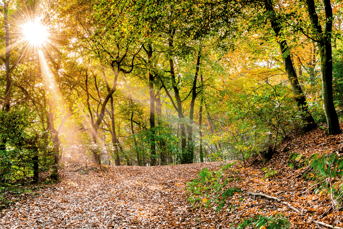 Sonnenstrahlen scheinen durch die Bäume im Teutoburger Wald